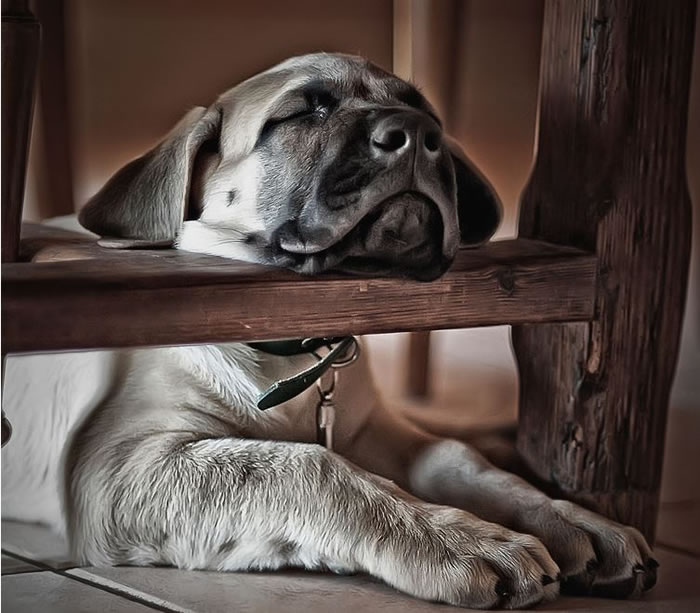 dog stock photos (1)