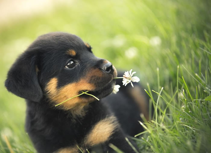 dog stock photos (13)