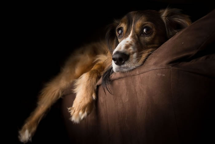 dog stock photos (2)
