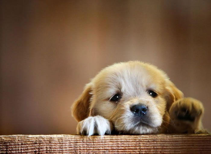 dog stock photos (3)