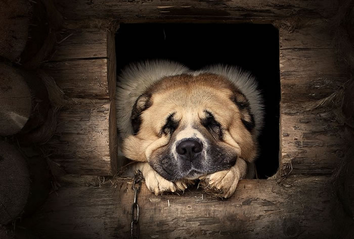 dog stock photos (4)