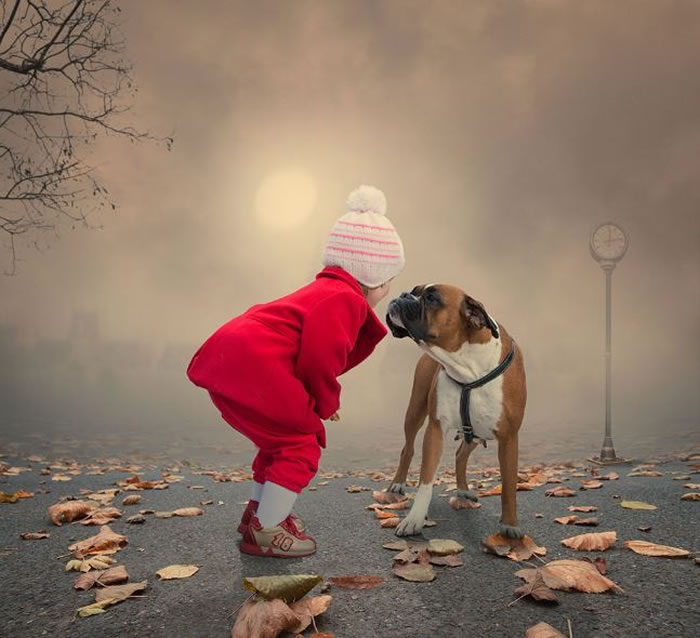 dog stock photos (6)