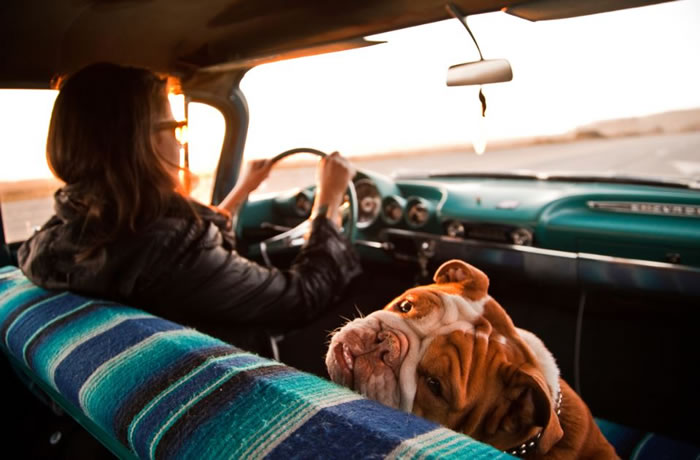 dog stock photos (7)