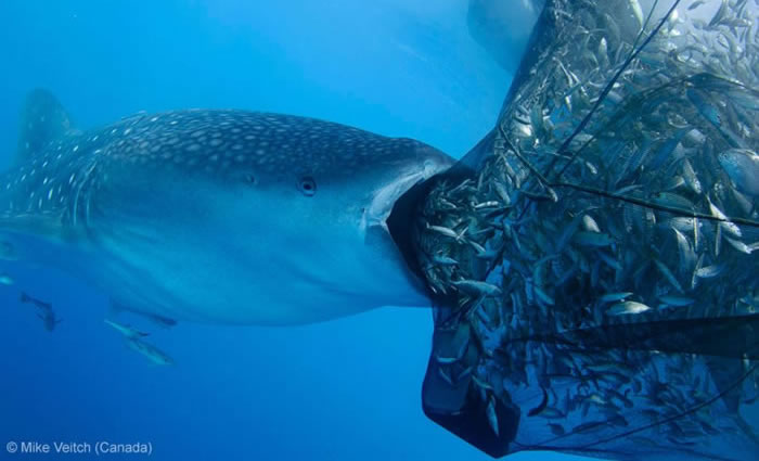 online Photo Contest