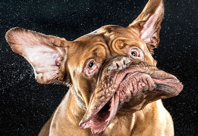 shake-dog-photography-carli-davidson-1