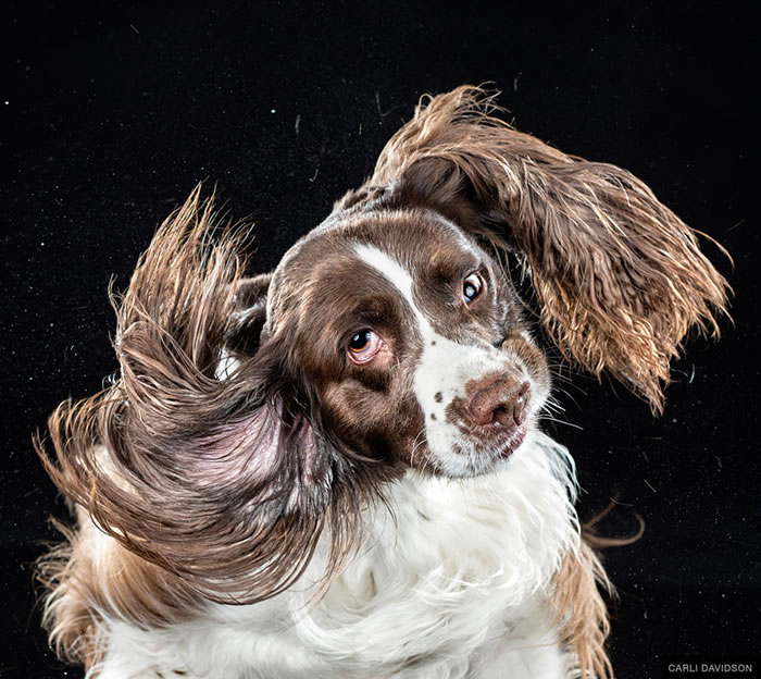shake-dog-photography-carli-davidson-11