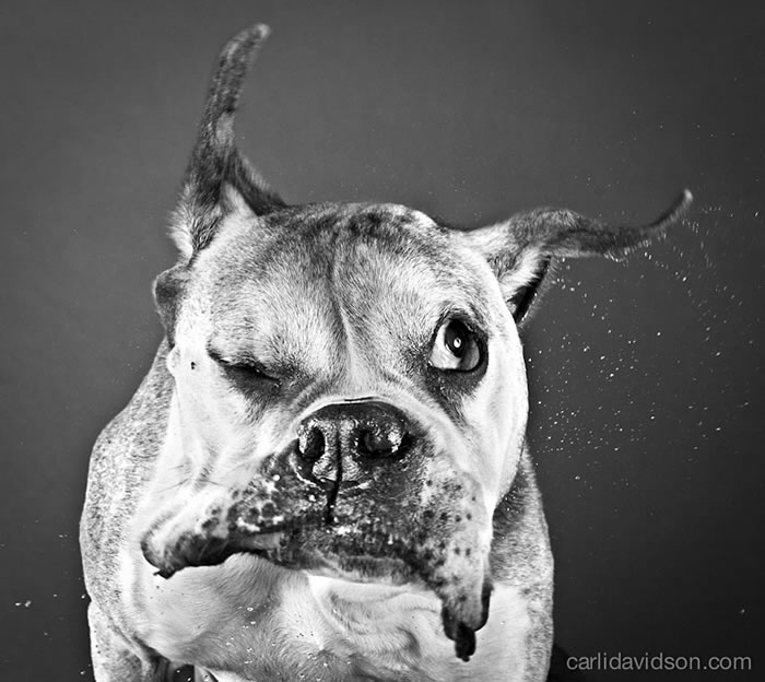 shake-dog-photography-carli-davidson-16