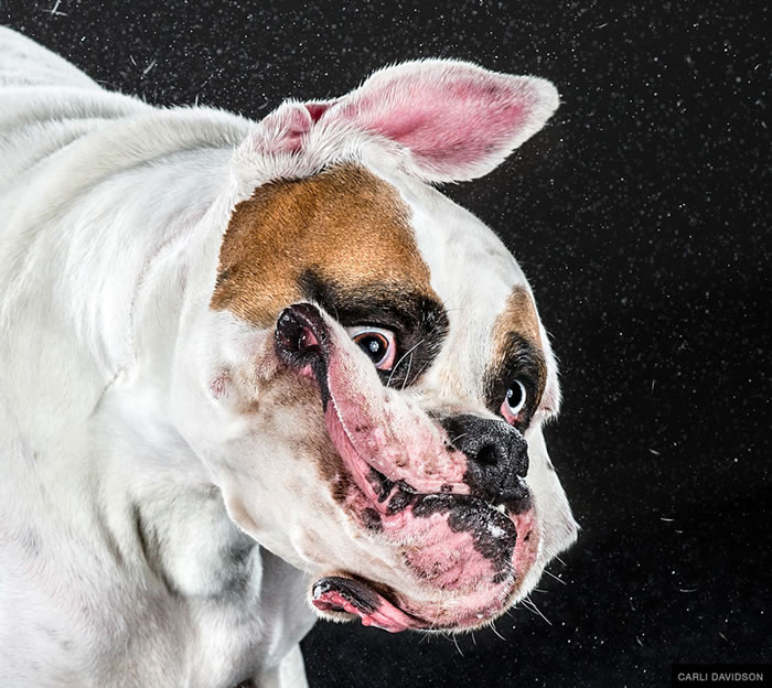 Look At Pictures Of Dogs