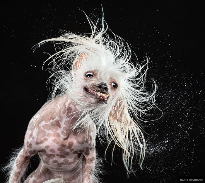 Look At Pictures Of Dogs