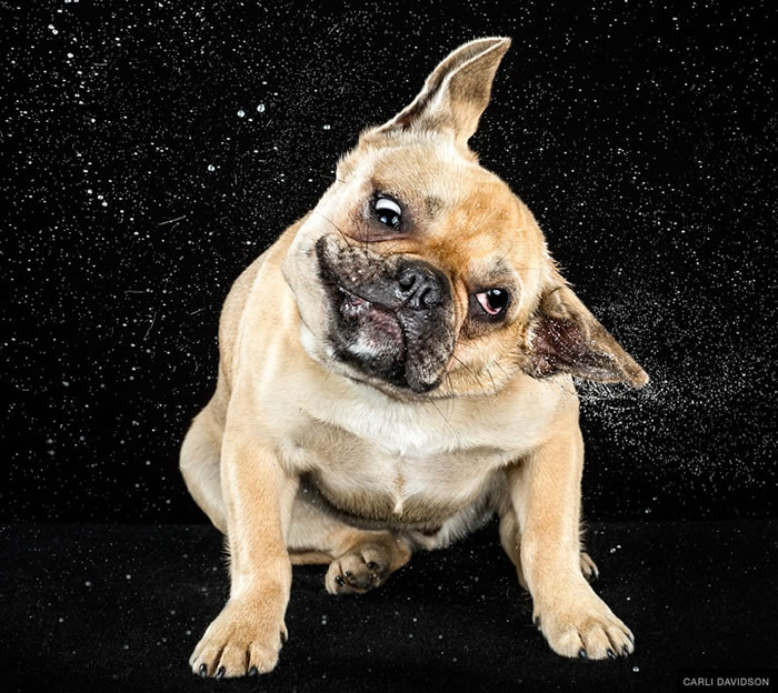 shake-dog-photography-carli-davidson-8