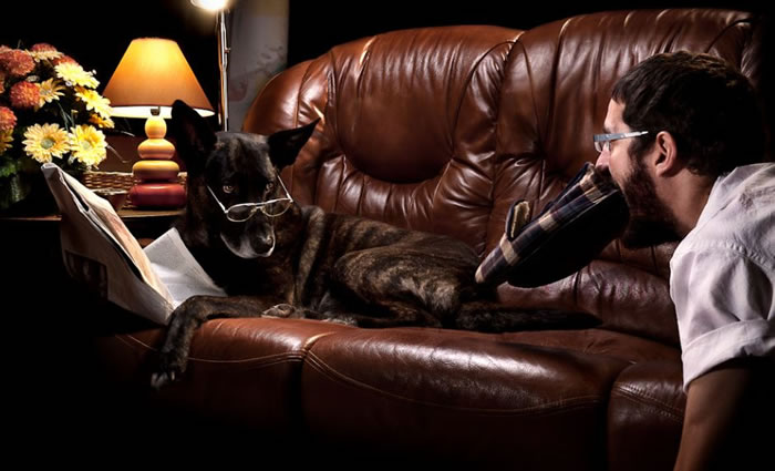 stock dog photos (1)