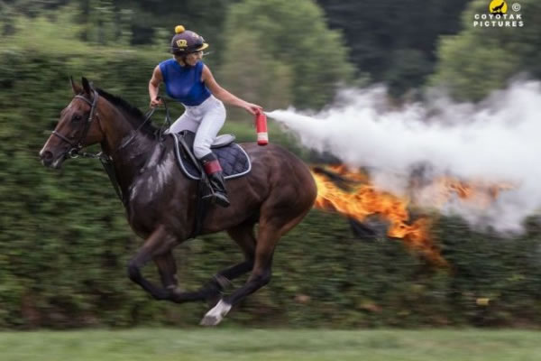 wtf animal photos (3)