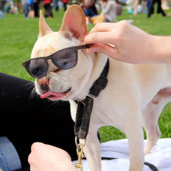 Custom Sunglasses For Dogs That Want To Look Cool In The Sun
