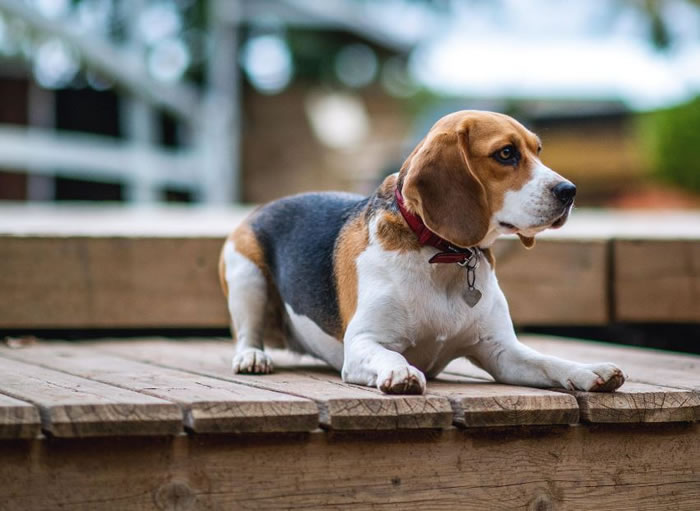 Amazing Photos Of Professional Dog Portraits (11)