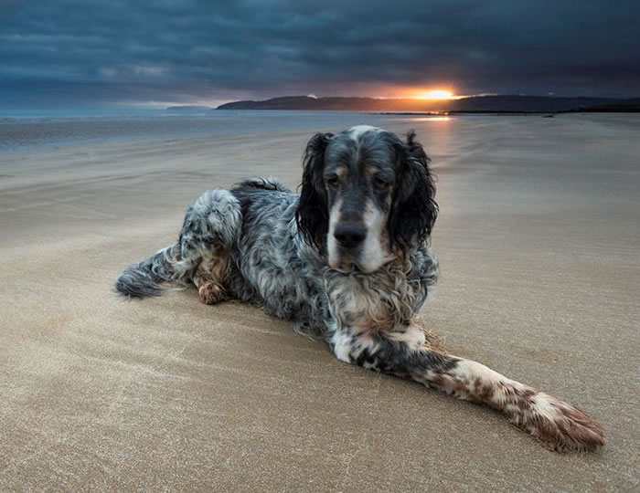 Amazing Photos Of Professional Dog Portraits (2)