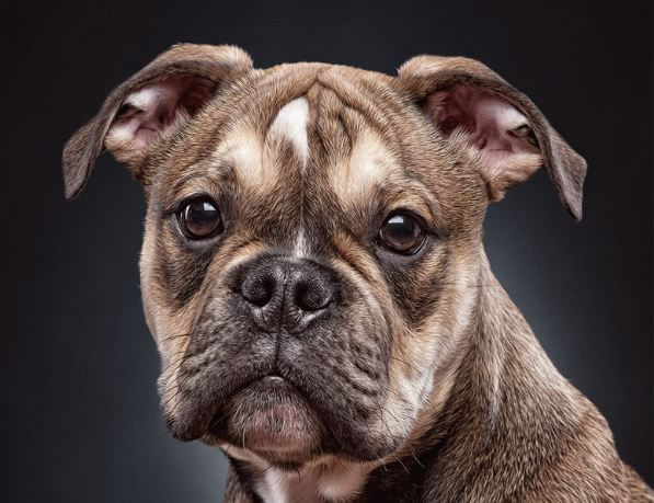 Amazing Photos Of Professional Dog Portraits (4)
