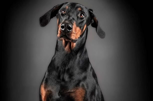 Amazing Photos Of Professional Dog Portraits (9)
