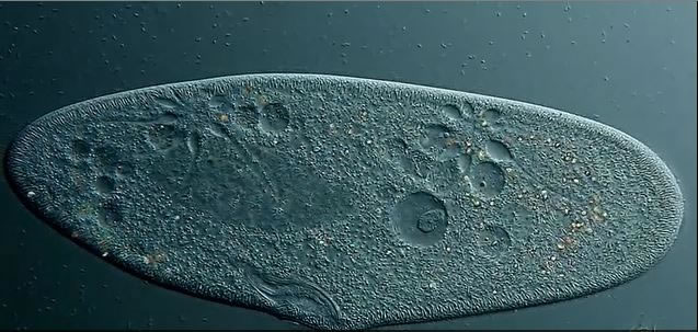 Microscope Top 10 Images Of The Year (10)