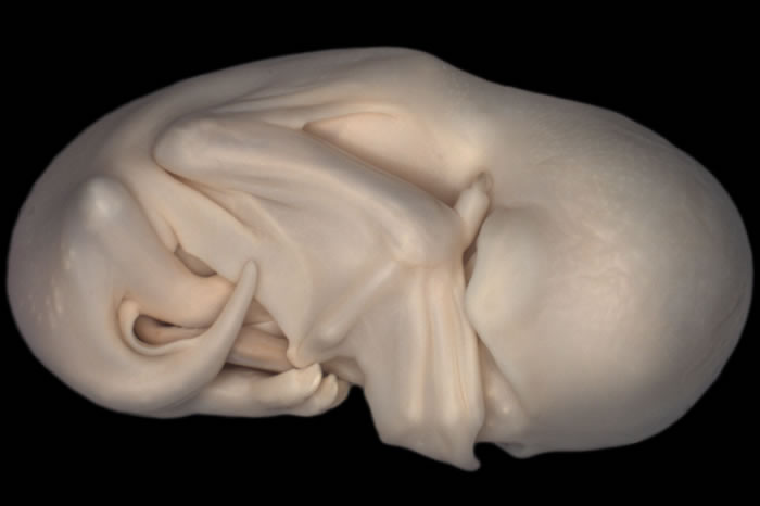 Microscope Top 10 Images Of The Year (2)