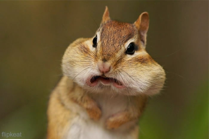 Animals Making Funny Faces Animals Making Funny Faces