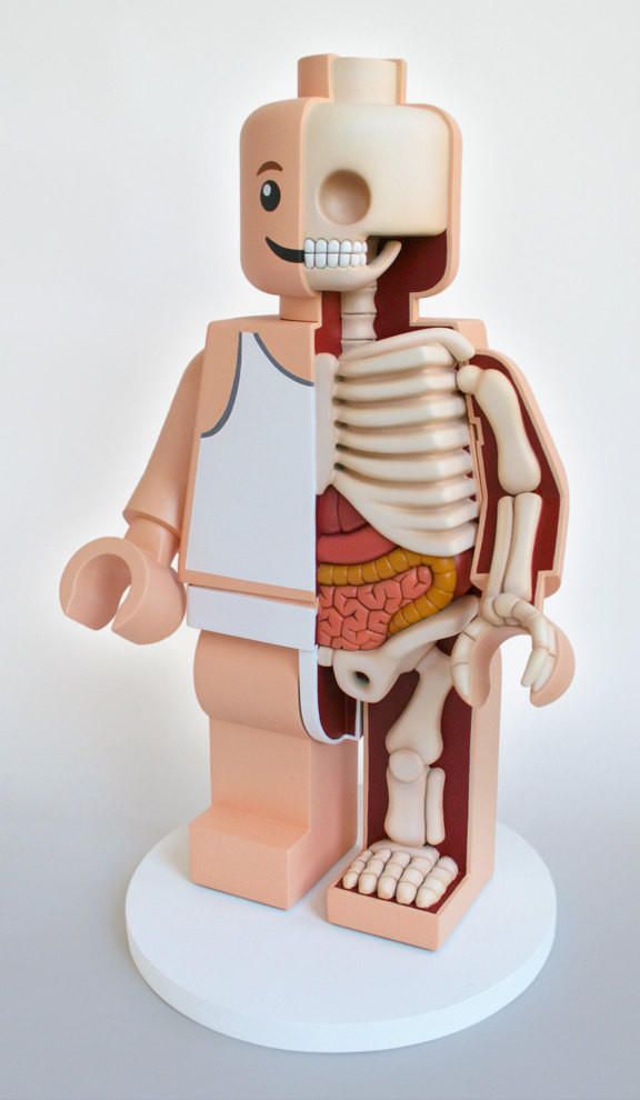 Bizarre 3D Anatomy Models Toys (9)