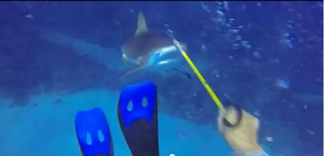 Gopro Diver Survives Shark Attack