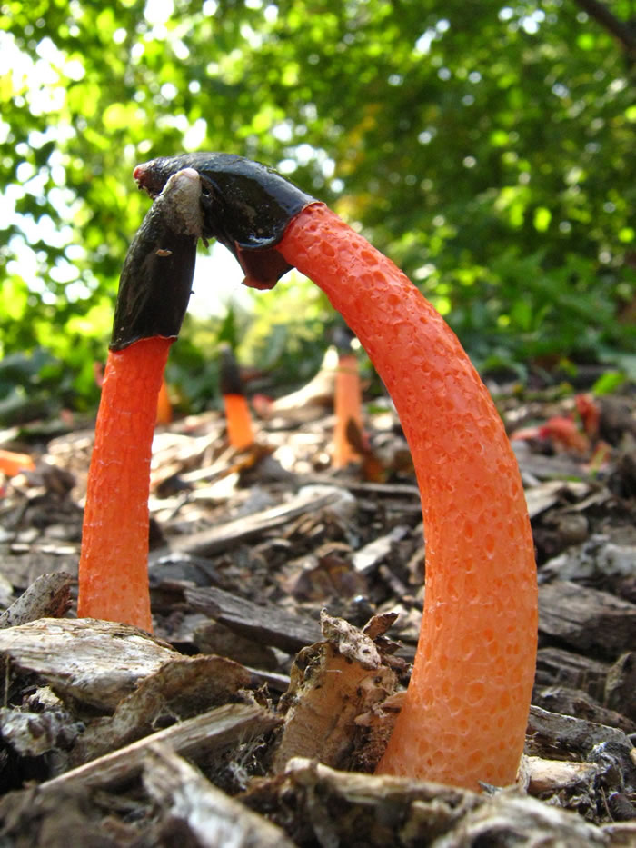 Mushroom Science Fiction Or Fact 21 Strangest Fungi (10)