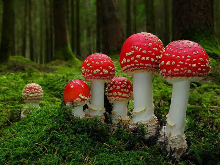 Mushroom Science Fiction Or Fact 21 Strangest Fungi (12)