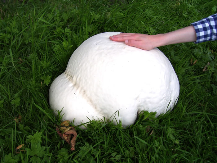 Mushroom Science Fiction Or Fact 21 Strangest Fungi (15)