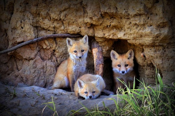 Oil Canvas Painting You Won't Believe Are Not Photos (4)