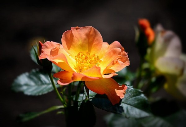 Painting You Won't Believe Are Not Photos (4)