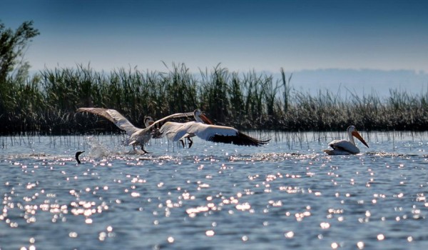 Painting You Won't Believe Are Not Photos (7)