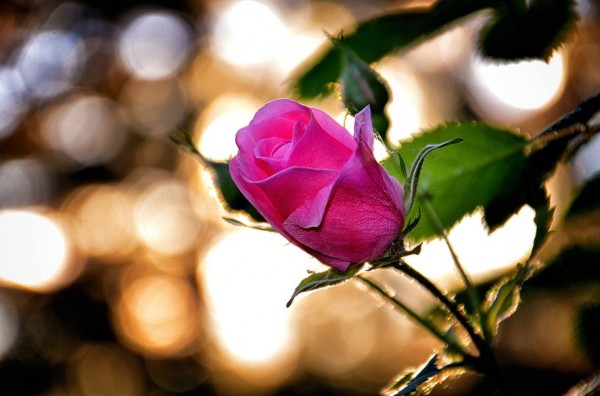 Painting You Won't Believe Are Not Photos (8)