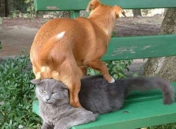 WTF - Online Photo Book Part 3 Another 51Crazy Pics (9)