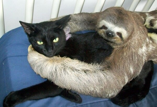 WTF - Part 3 Another 51Crazy Pics (22)