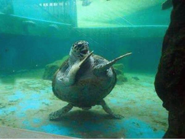 WTF - Part 3 Another 51Crazy Pics (25)