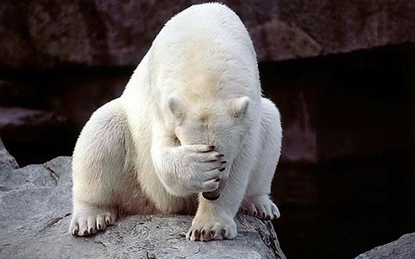 funny-bears-doing-human-things-101