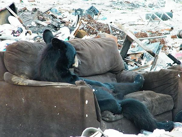 funny-bears-doing-human-things-24