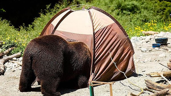 Behavior Analysis - Are These Bears Or Humans 3