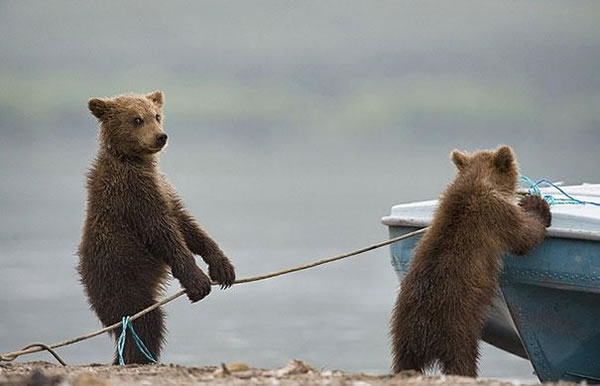 Behavior Analysis - Are These Bears Or Humans 2