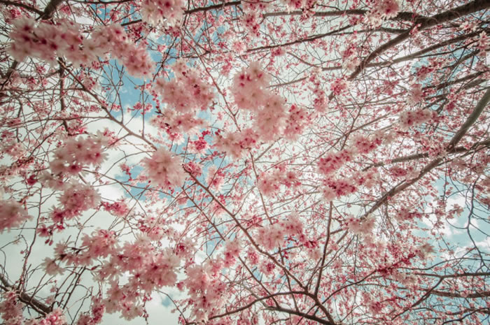 10 Spectacular Places To Visit During Spring Time 9b
