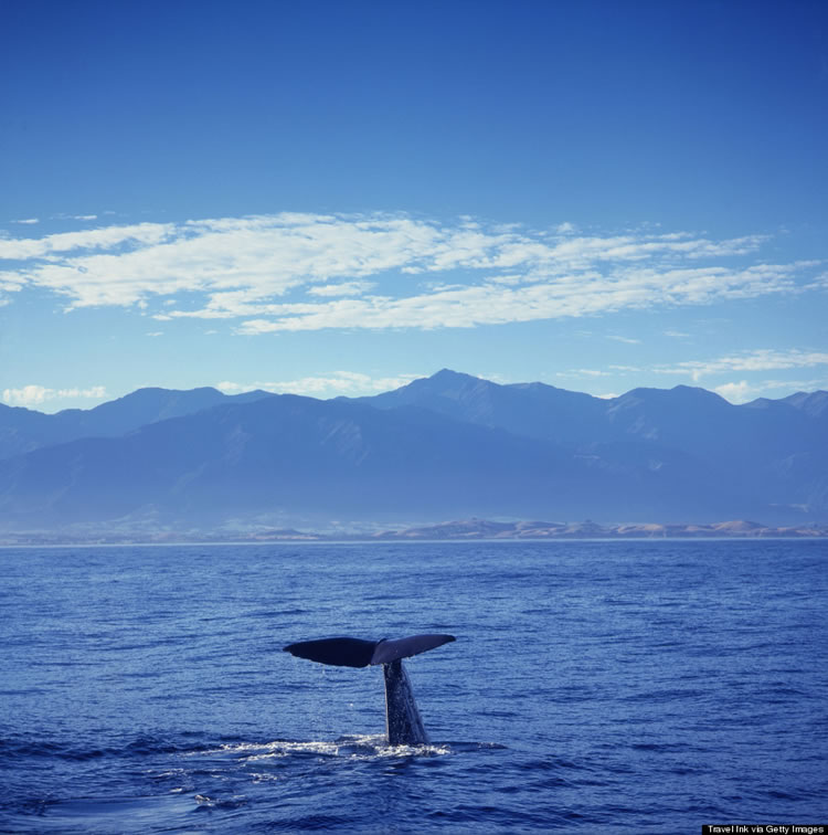 10 Reasons Why You Must Visit New Zealand Before You Die 6