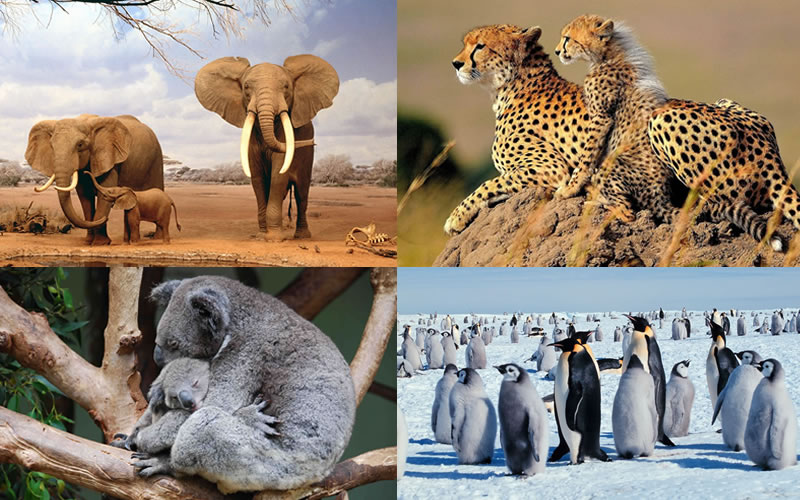 Animal Mothers