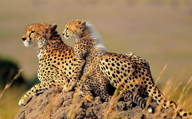 Cheetah  mother - 11 Of Natures Greatest Animal Mothers