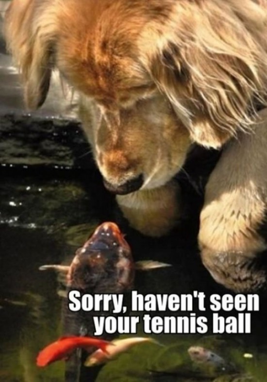 Picture Gallery Of Animals With Funny Captions