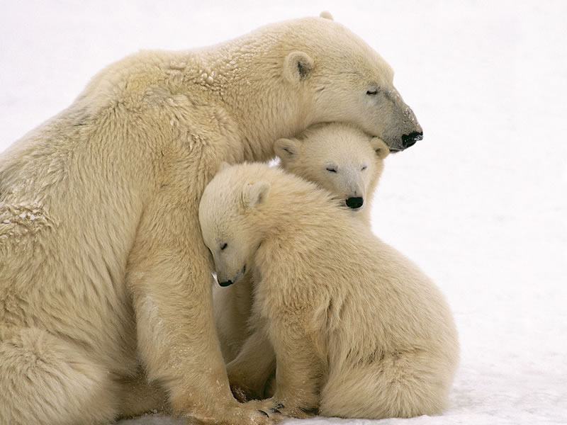 Polar Bear - 11 Of Natures Greatest Animal Mothers