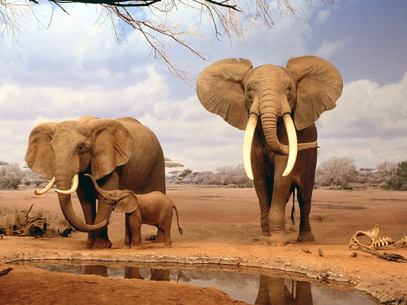 elephant - 11 Of Natures Greatest Animal Mothers