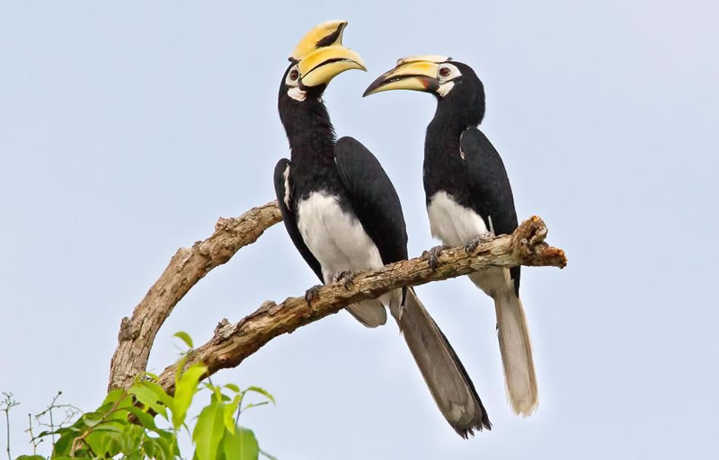 greater hornbill - 11 Of Natures Greatest Animal Mothers