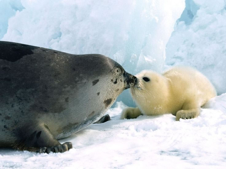 harp seal - 11 Of Natures Greatest Animal Mothers