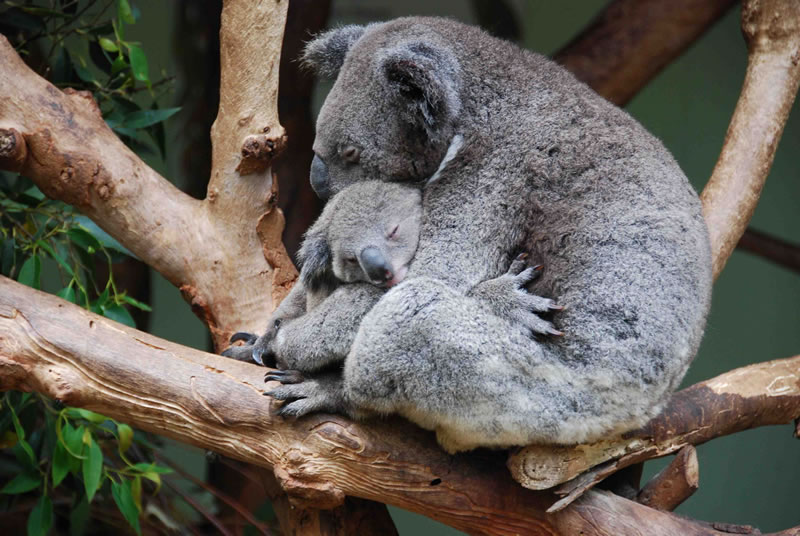 koala - 11 Of Natures Greatest Animal Mothers